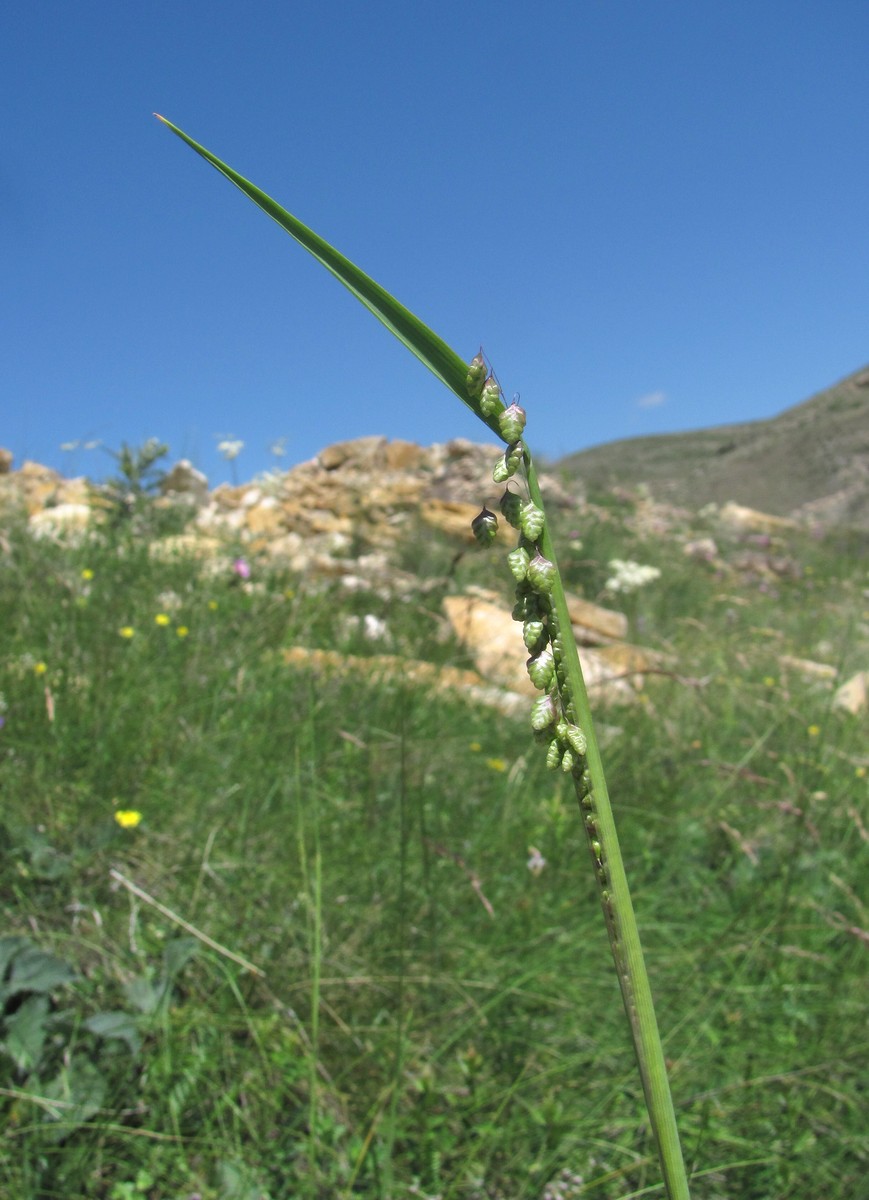 Image of Briza elatior specimen.