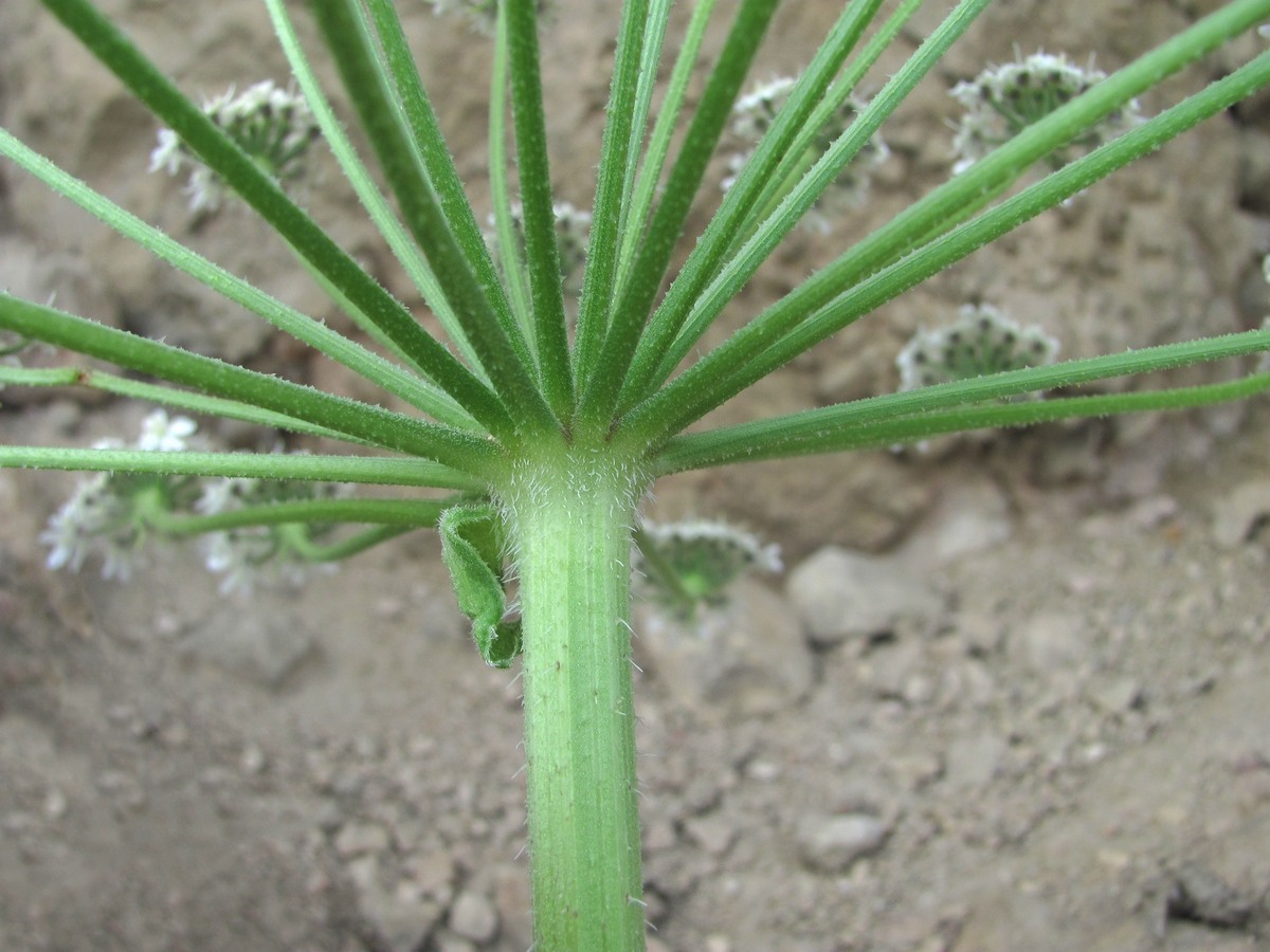 Image of Heracleum grandiflorum specimen.