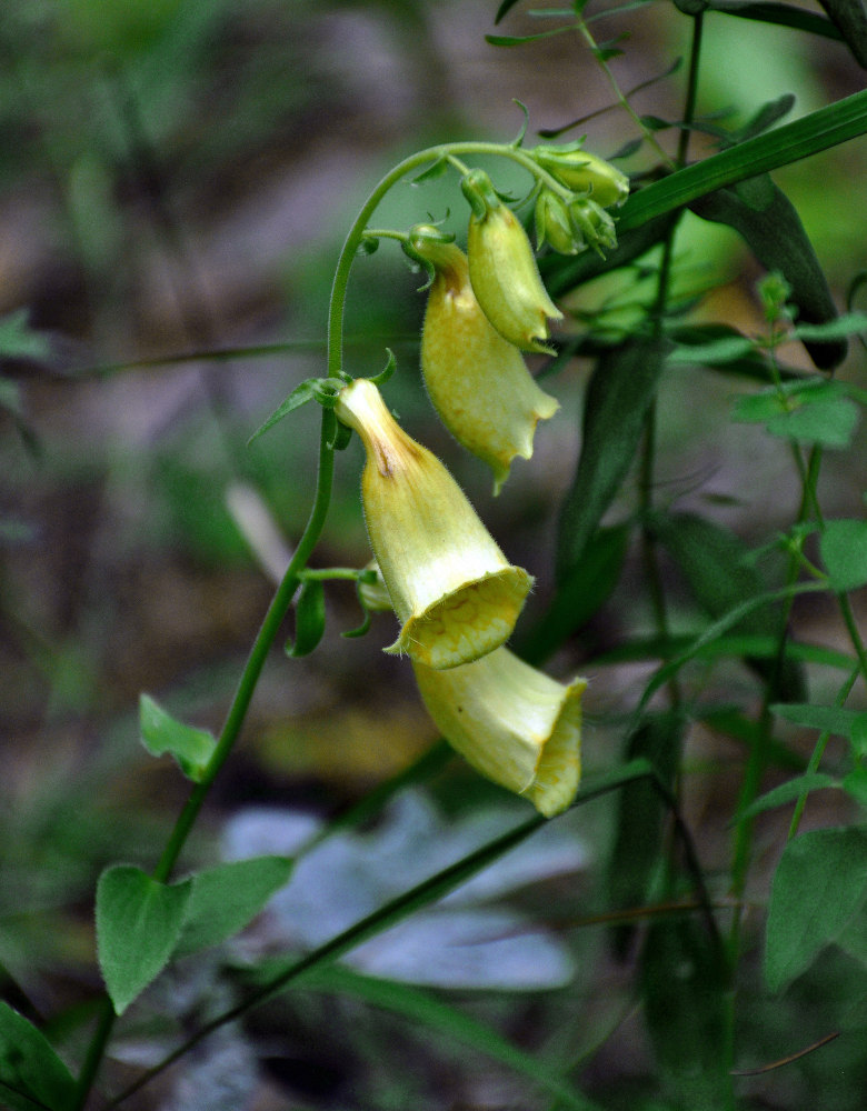 Image of Digitalis grandiflora specimen.