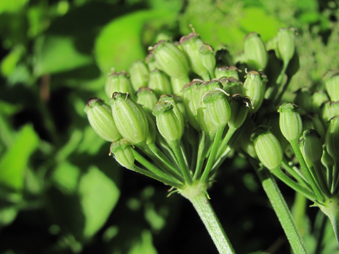 Image of Agasyllis latifolia specimen.