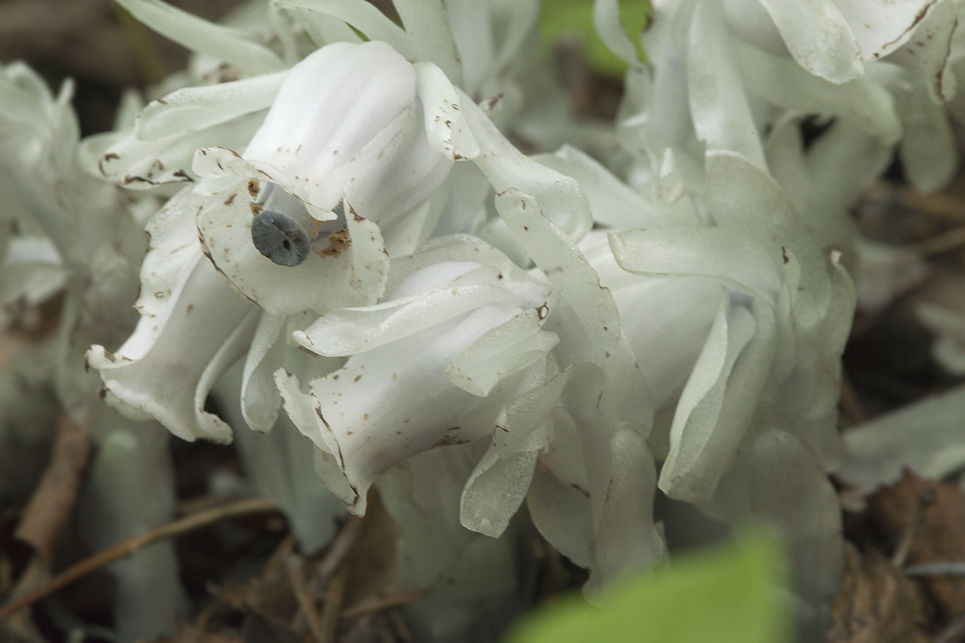 Image of Monotropastrum humile specimen.