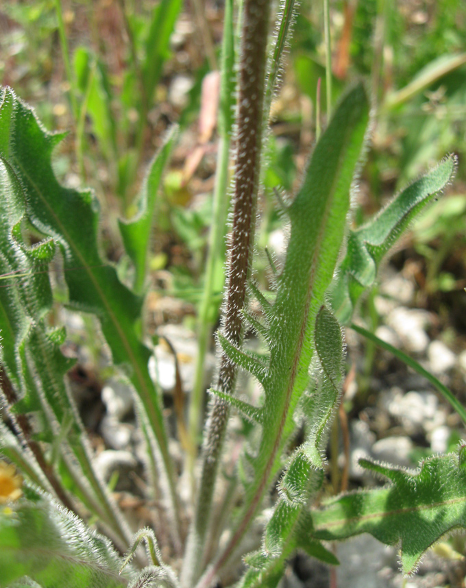 Image of Leontodon biscutellifolius specimen.