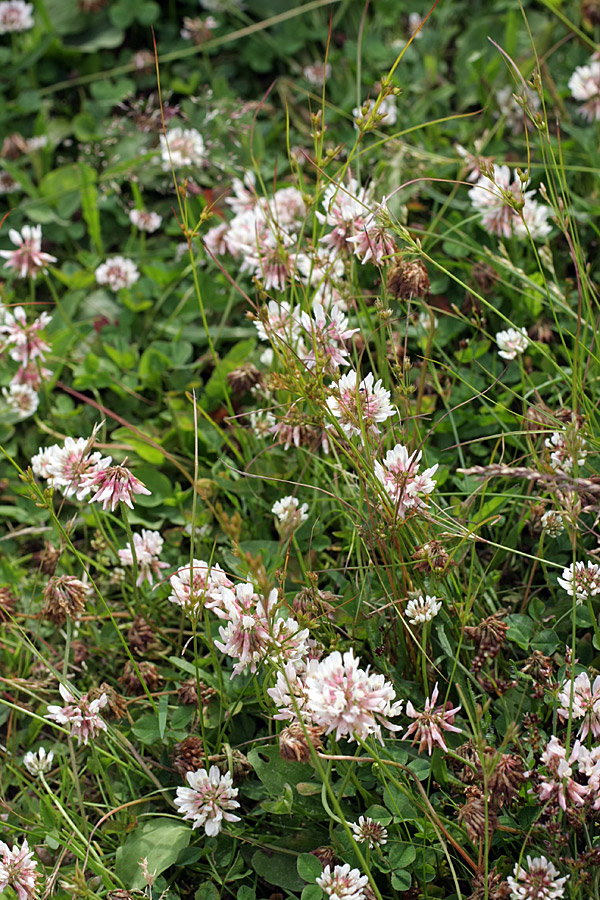 Изображение особи Trifolium repens.