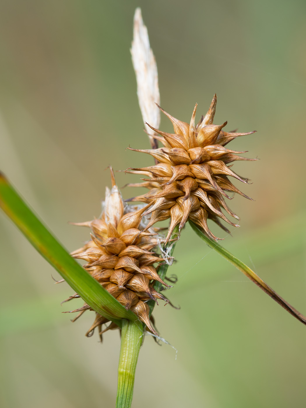 Image of Carex flava specimen.