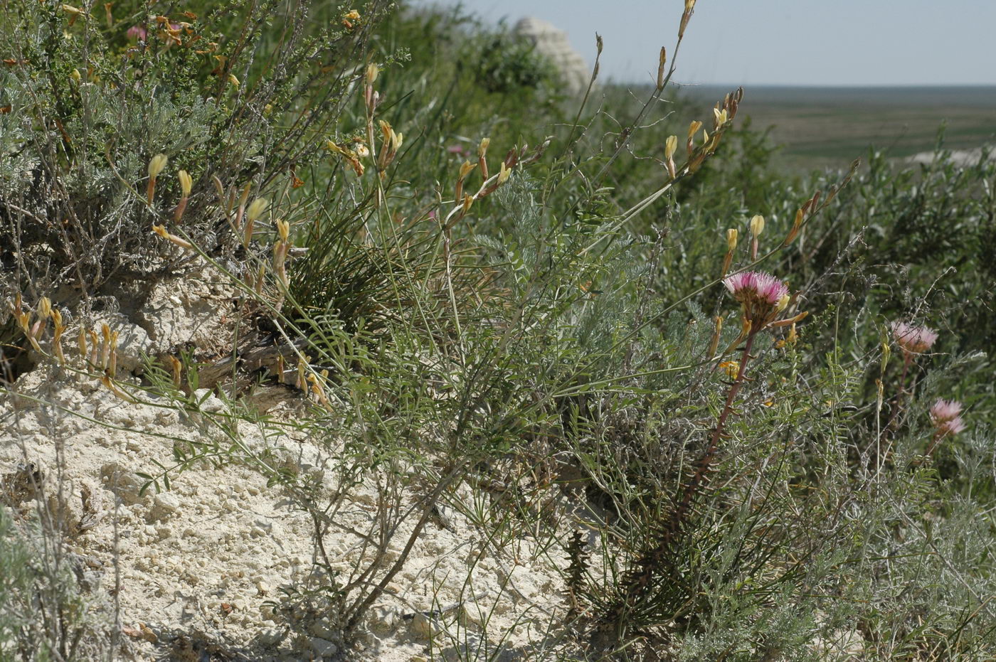 Изображение особи Astragalus storozhevae.