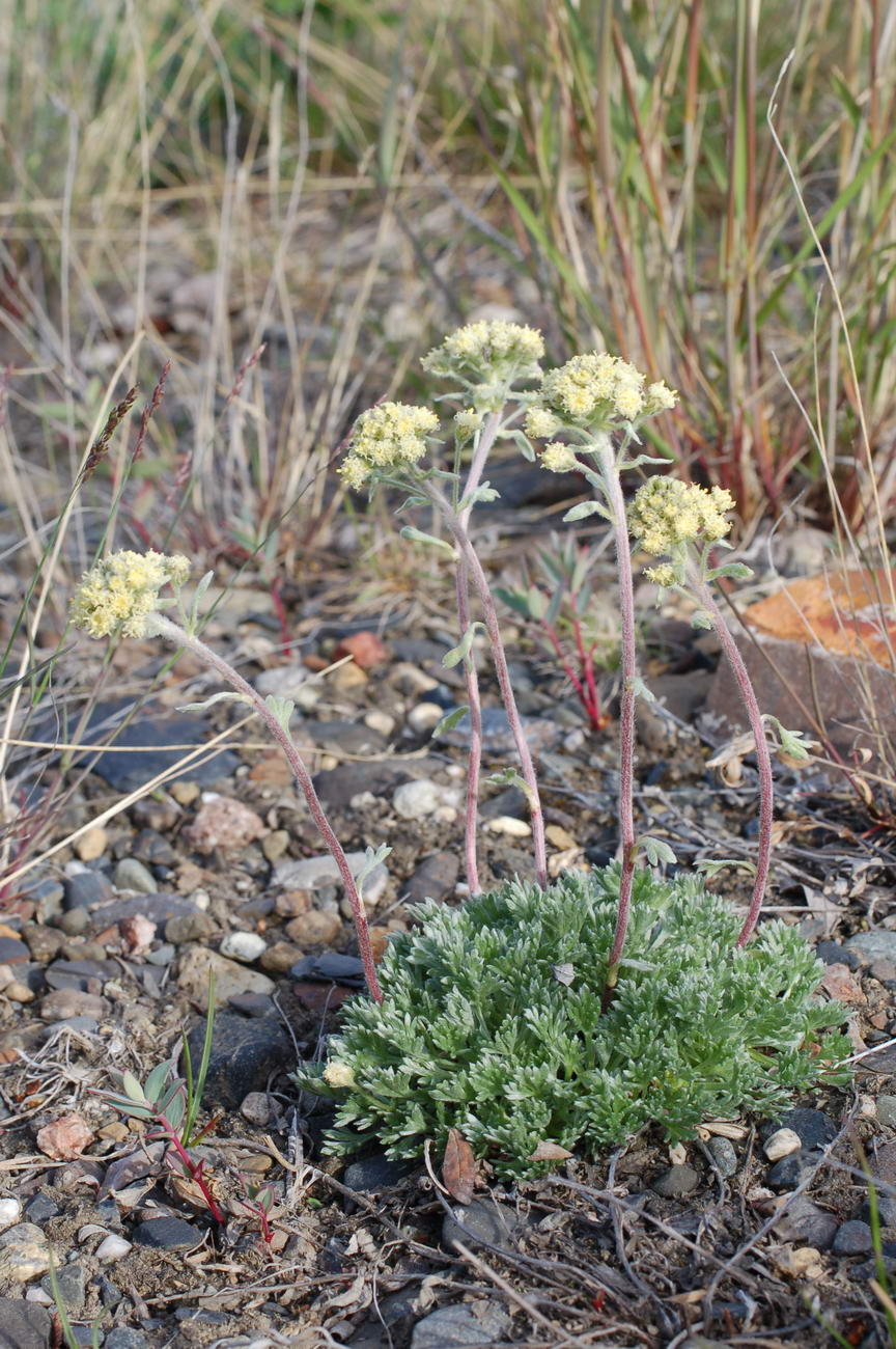 Image of Artemisia glomerata specimen.