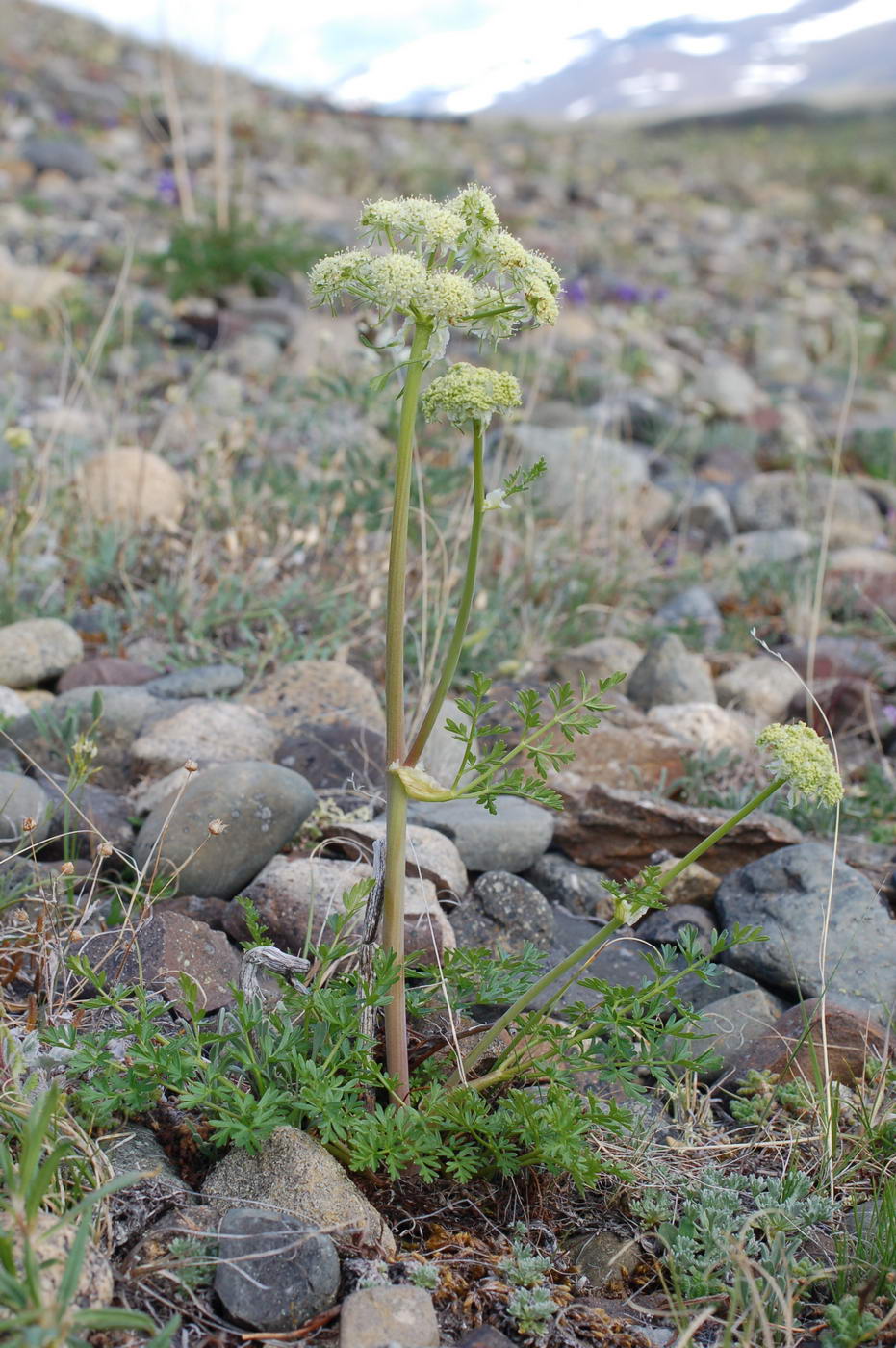 Image of Pachypleurum alpinum specimen.