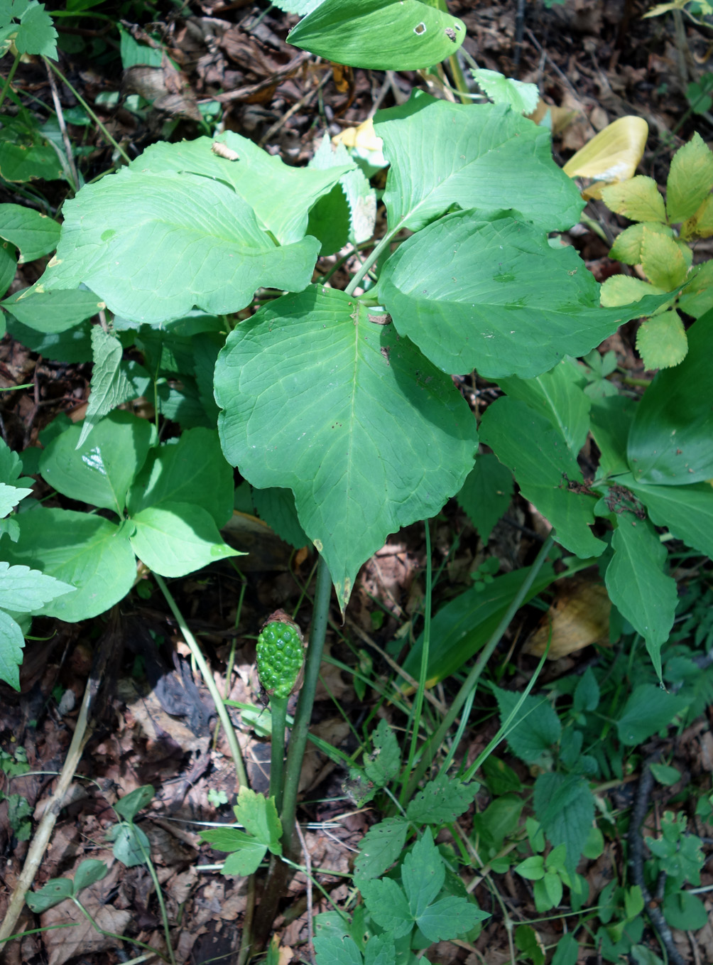 Изображение особи Arisaema robustum.