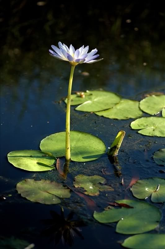 Изображение особи Nymphaea nouchali var. caerulea.