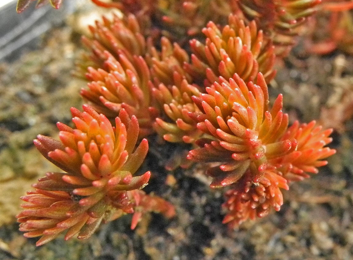 Image of Sedum polytrichoides specimen.