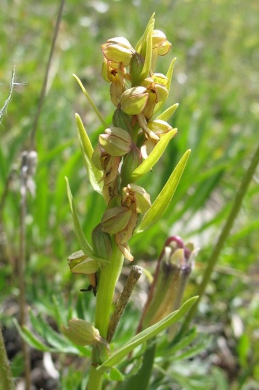 Image of Dactylorhiza viridis specimen.