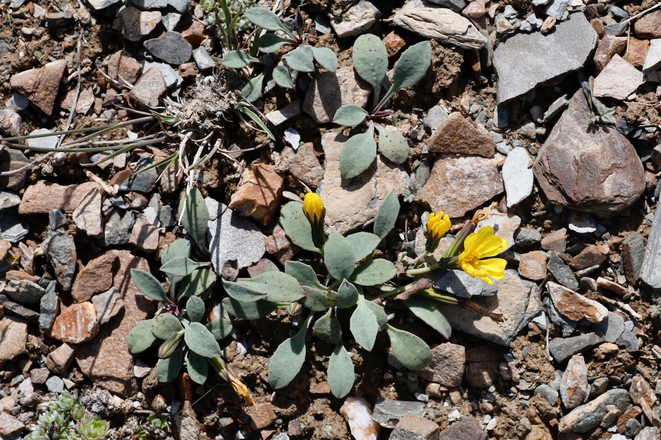 Image of Crepis karelinii specimen.