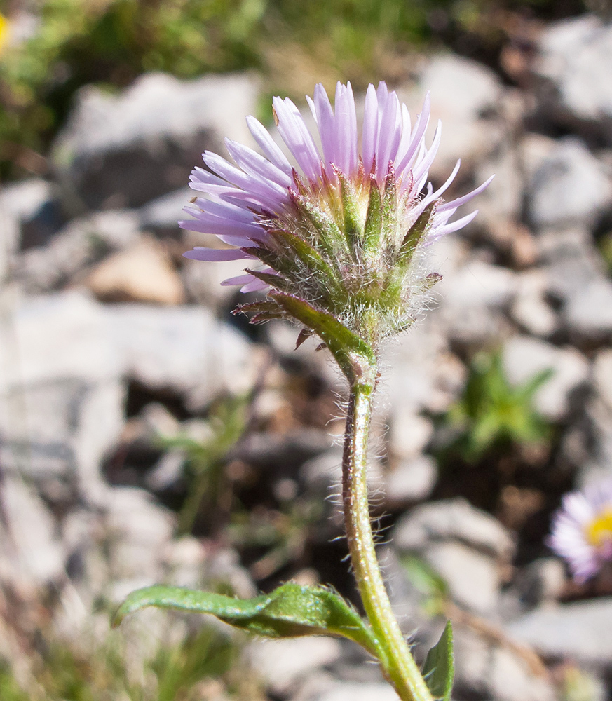 Image of Erigeron alpinus specimen.