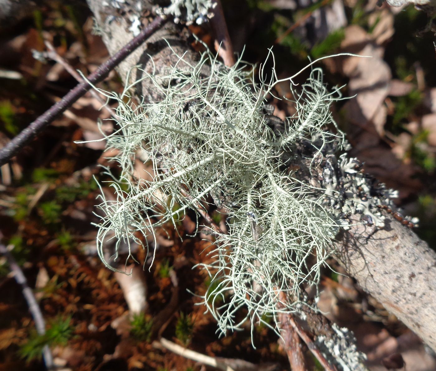 Image of Usnea hirta specimen.