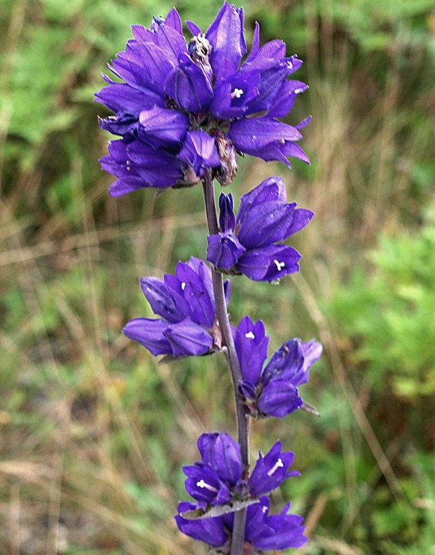 Изображение особи Campanula cephalotes.