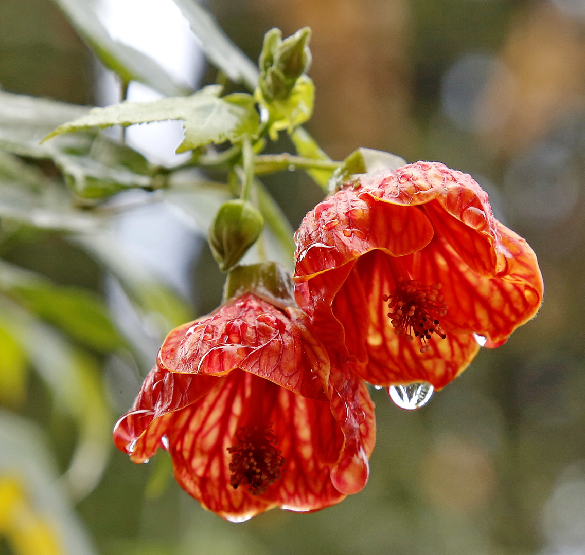 Image of genus Abutilon specimen.