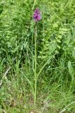 Dactylorhiza traunsteineri. Цветущее растение (высота — 45 см, длина соцветия — 7 см). Ивановская обл., Фурмановский р-н, Хромцовское сельское поселение, окр. дер. Каликино, Уткинское болото, ключевое зеленомошное болото. 21 июня 2020 г.