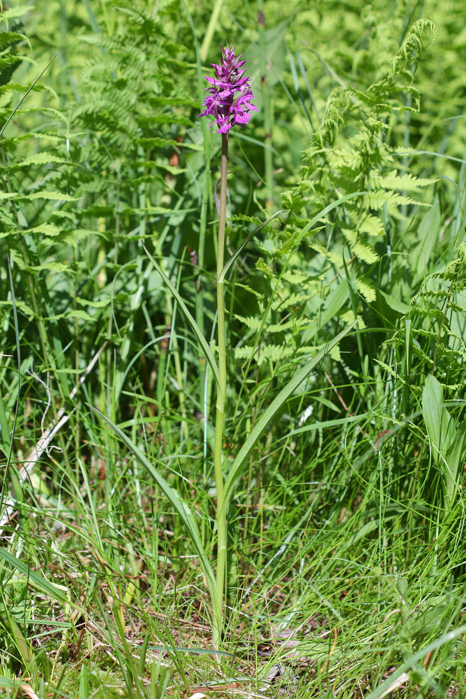 Изображение особи Dactylorhiza traunsteineri.