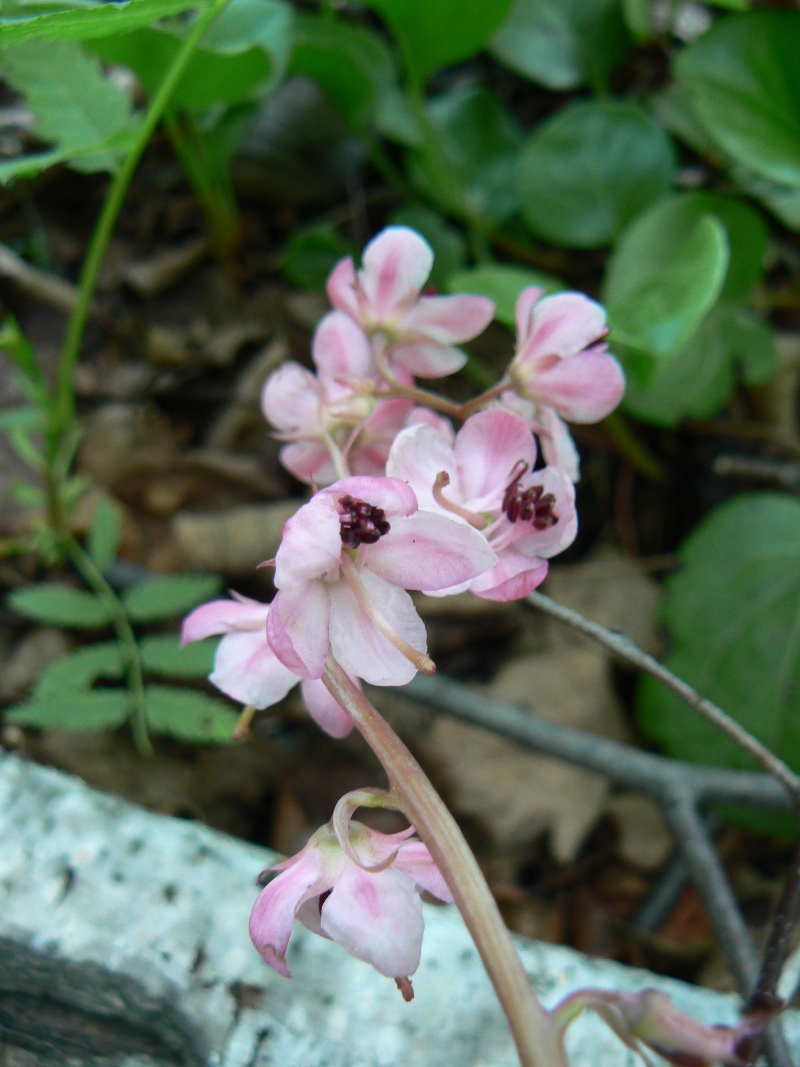 Image of Pyrola incarnata specimen.