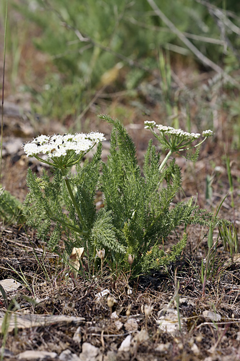 Image of Schrenkia golickeana specimen.