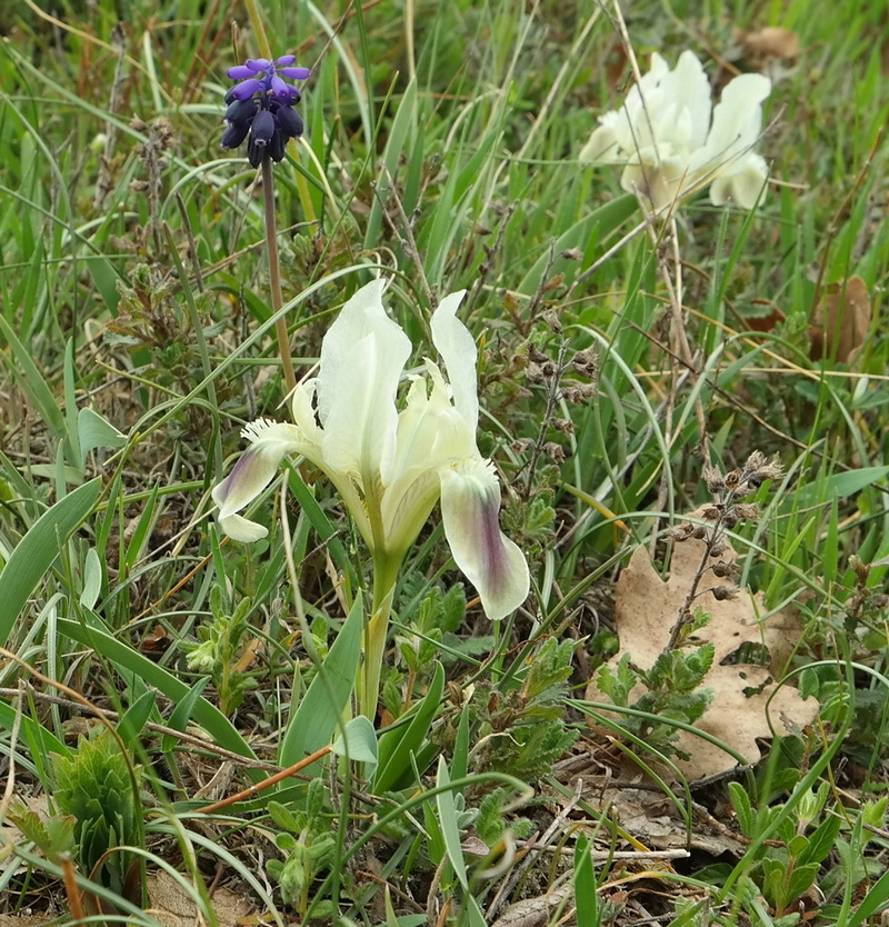 Image of Iris pumila specimen.