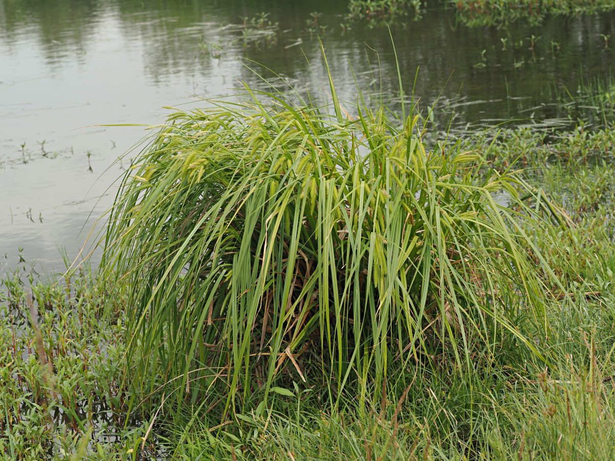 Image of Carex pseudocyperus specimen.