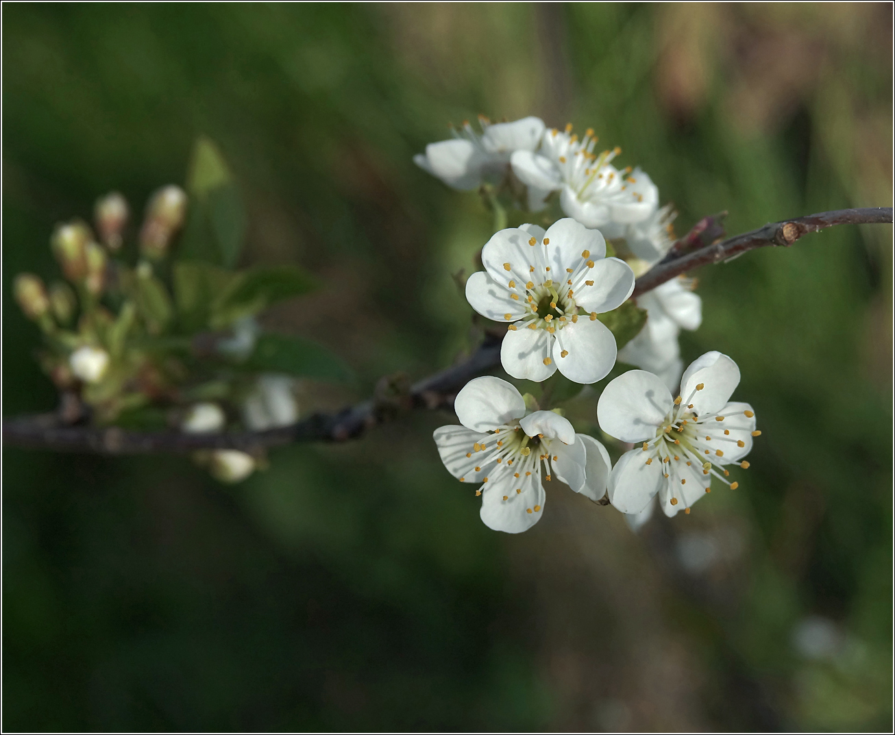 Изображение особи Cerasus vulgaris.