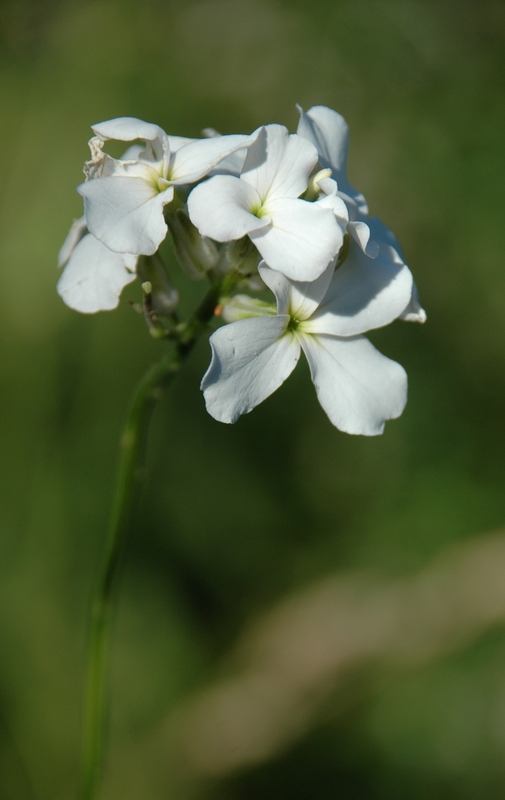 Image of Hesperis sibirica ssp. pseudonivea specimen.