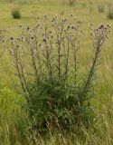 Echinops sphaerocephalus