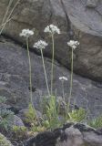 Allium denudatum