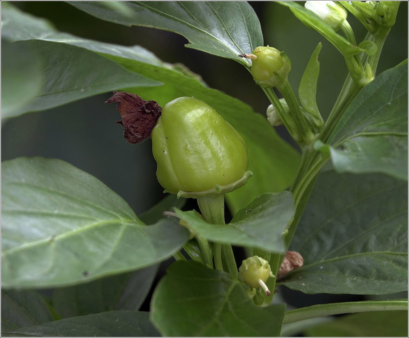 Изображение особи Capsicum annuum.