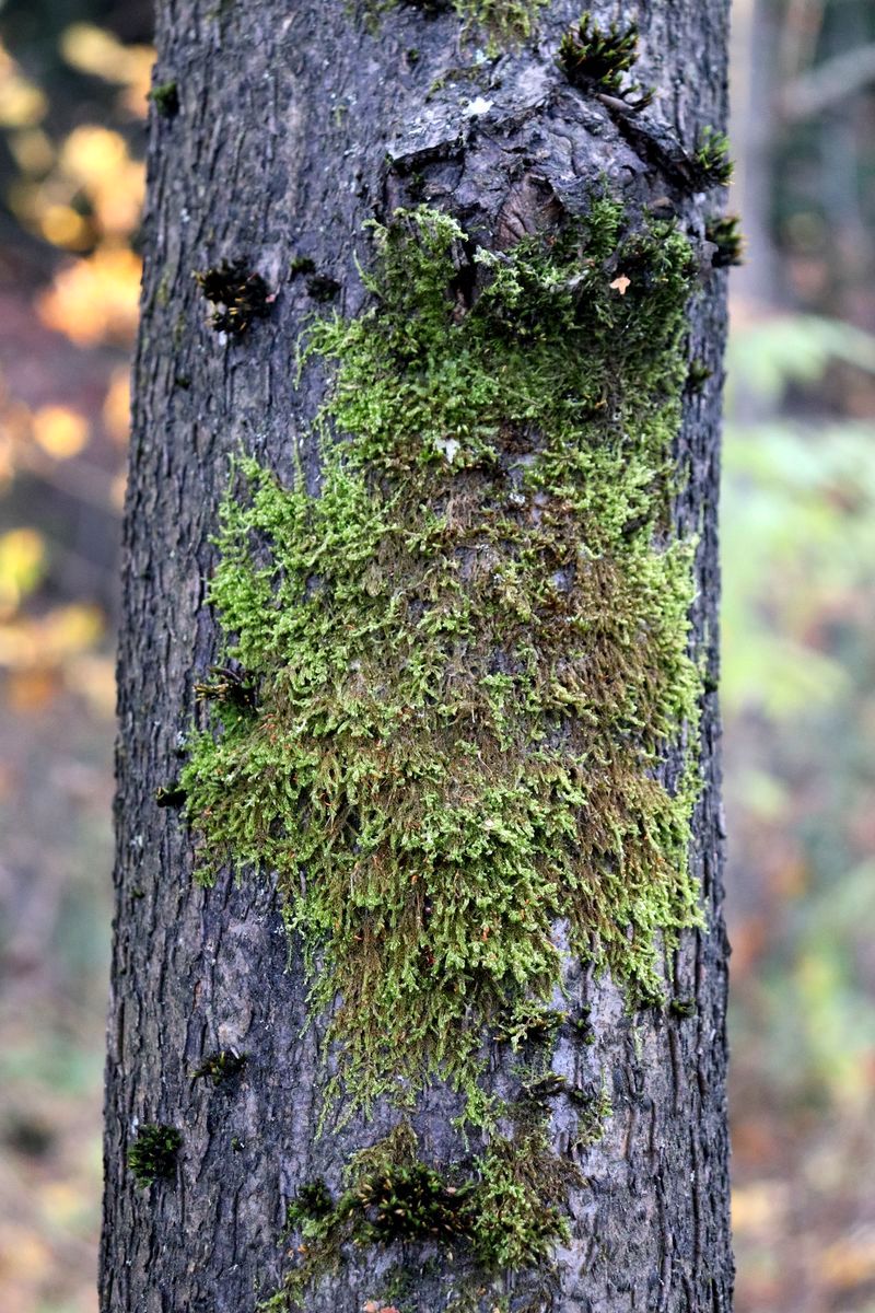 Image of Sanionia uncinata specimen.