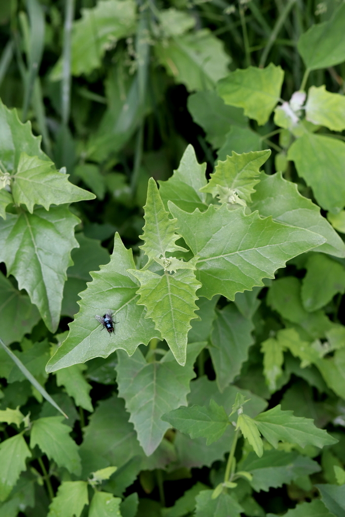 Изображение особи Atriplex sagittata.