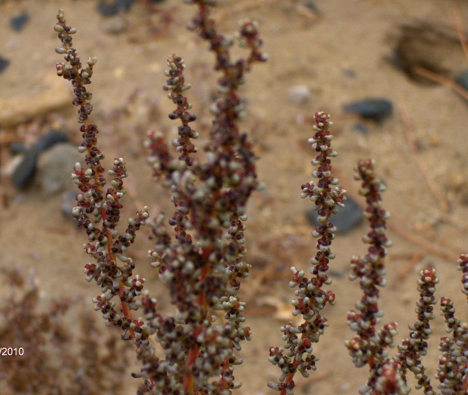 Изображение особи Salsola foliosa.