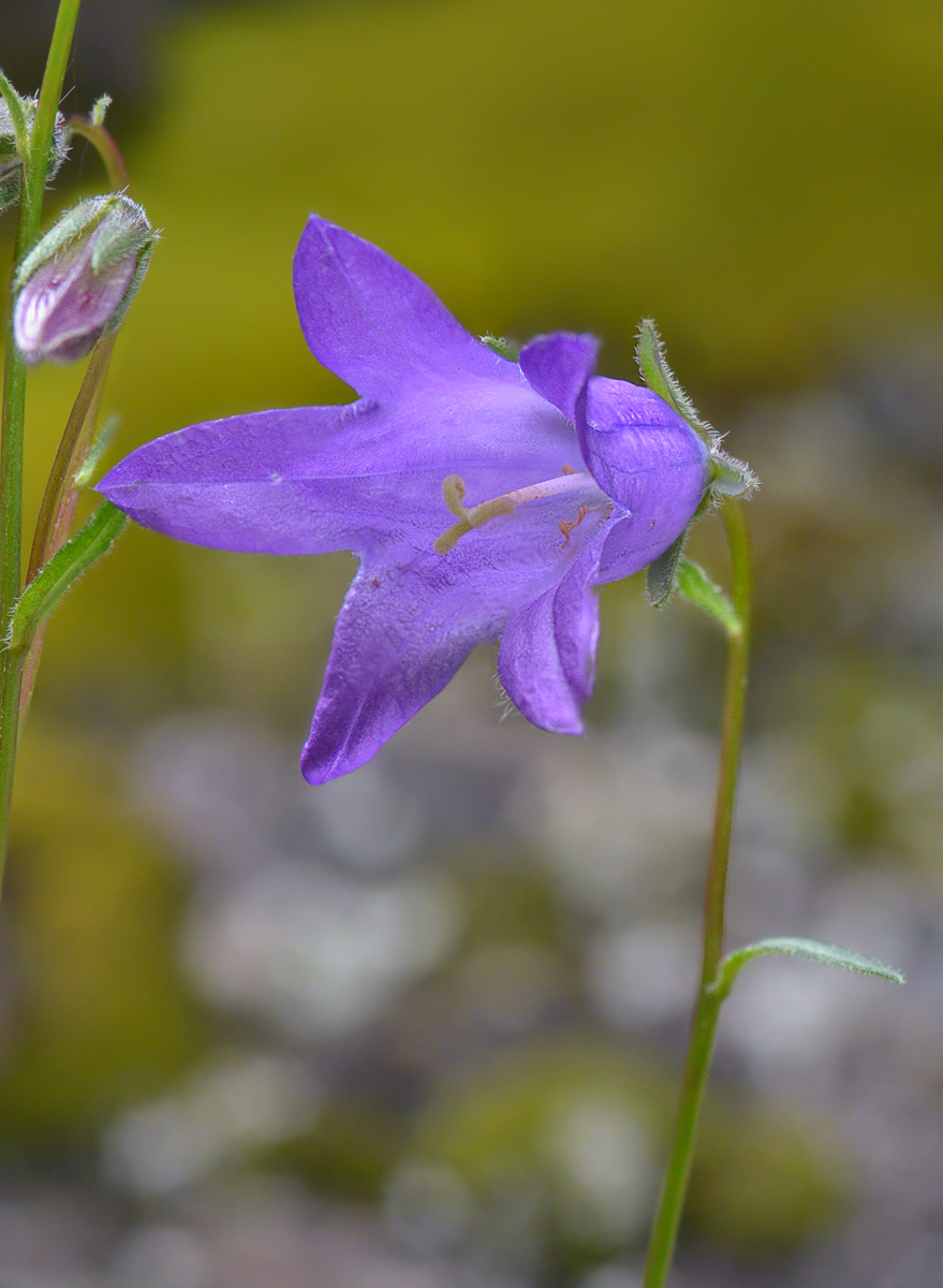 Image of Campanula collina specimen.