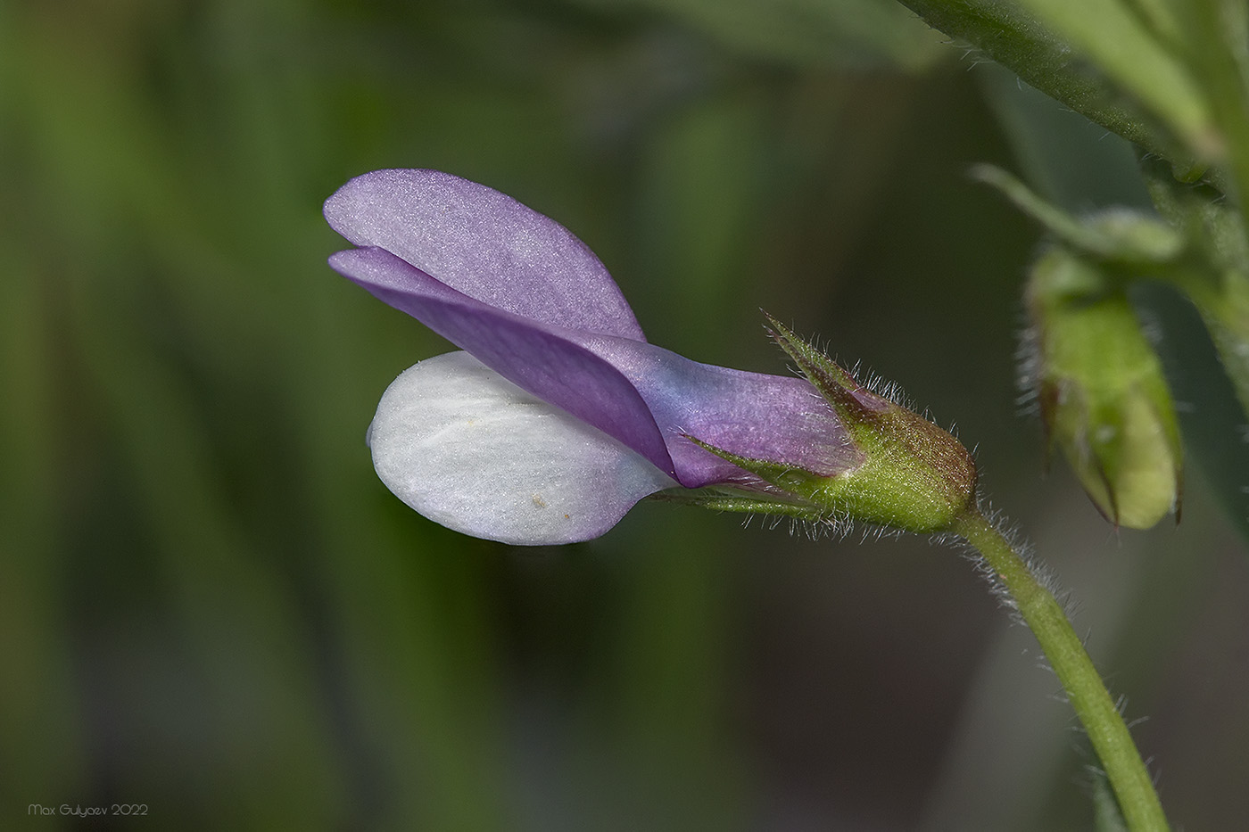 Изображение особи Vicia bithynica.