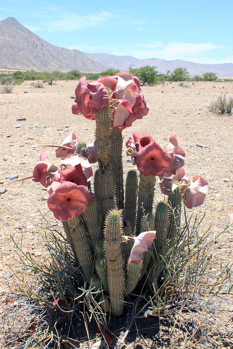 Image of Hoodia currorii specimen.