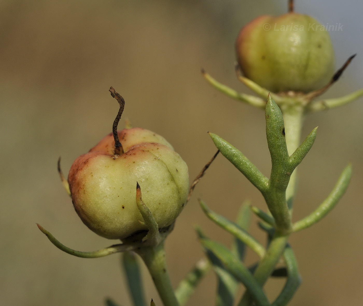 Image of Peganum harmala specimen.