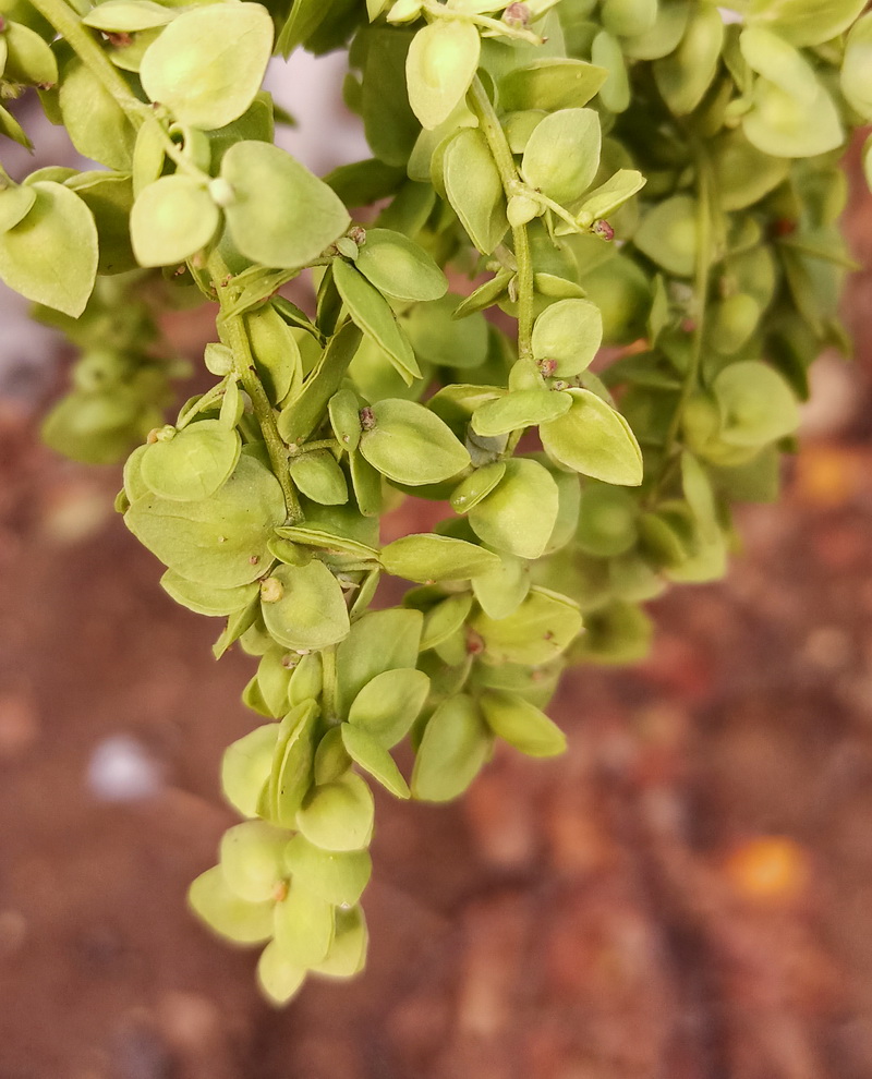 Изображение особи Atriplex sagittata.