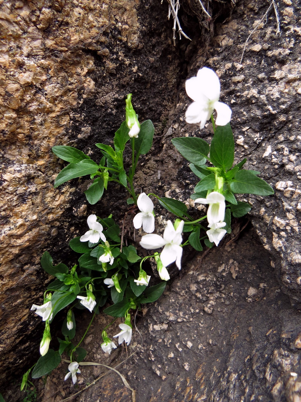 Image of Viola stagnina specimen.