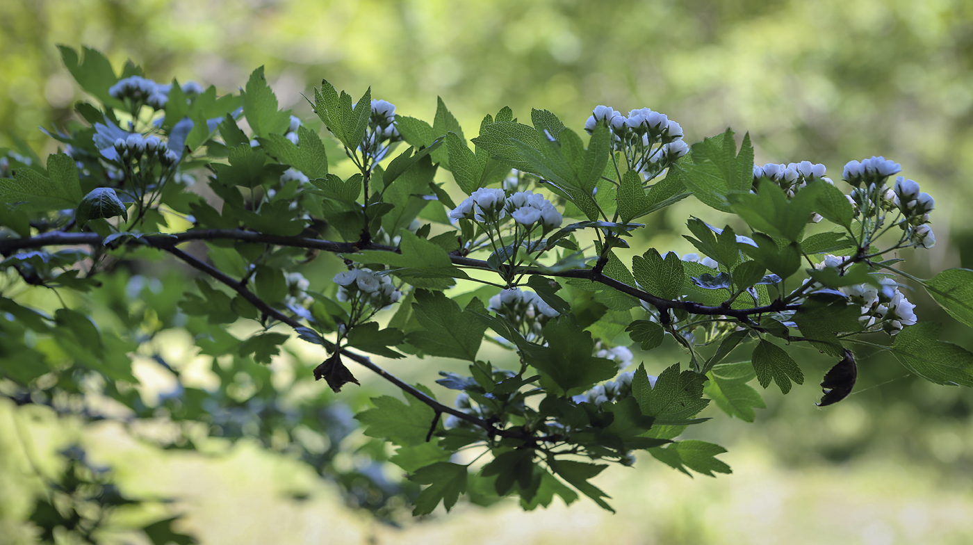 Изображение особи род Crataegus.