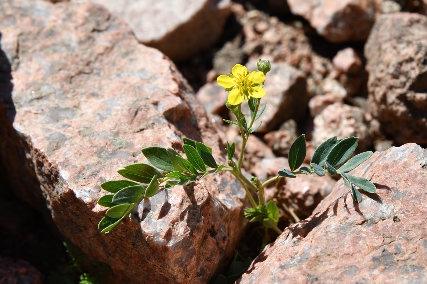 Изображение особи Potentilla orientalis.