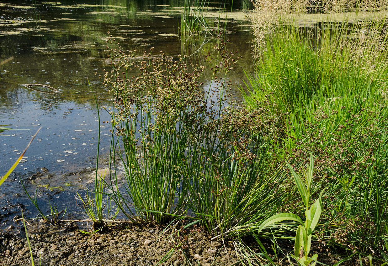 Изображение особи Juncus articulatus.