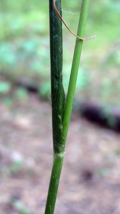 Image of Calamagrostis arundinacea specimen.