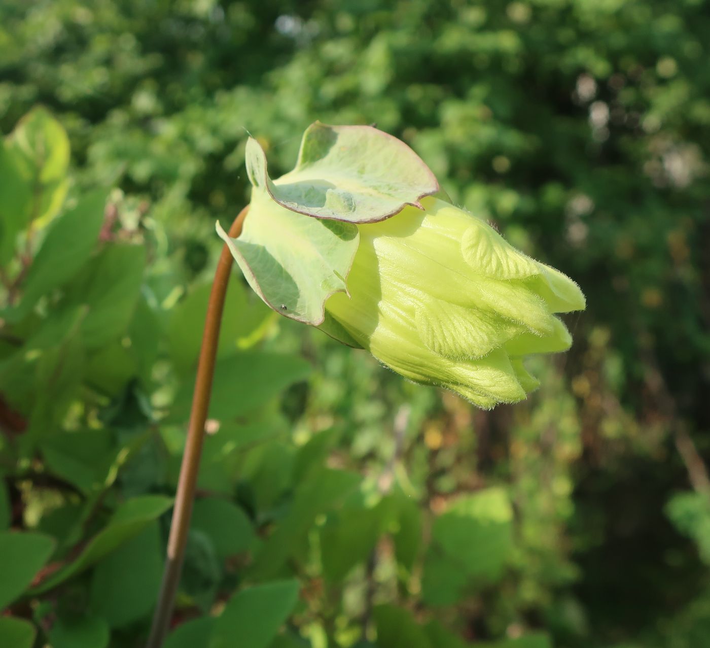 Изображение особи Cobaea scandens.