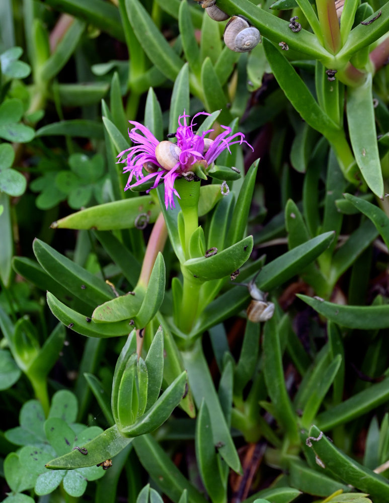 Image of Carpobrotus chilensis specimen.