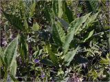 Cirsium heterophyllum. Вегетирующие растения. Московская обл., Раменский р-н, окр. ж.-д. платформы Хрипань, смешанный лес у ЛЭП, просека. 06.06.2023.