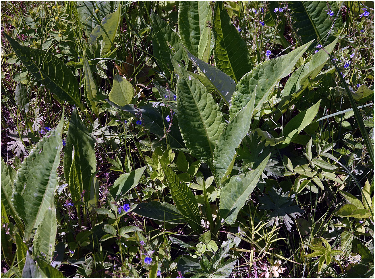 Изображение особи Cirsium heterophyllum.