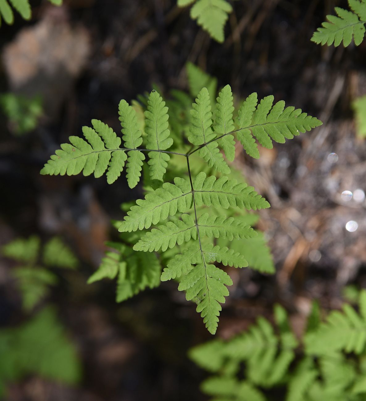 Image of Gymnocarpium dryopteris specimen.