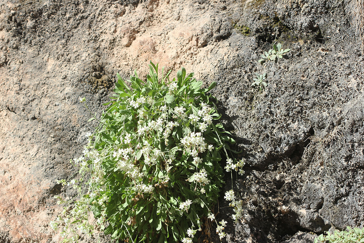 Image of Silene michelsonii specimen.